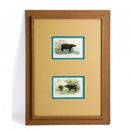 Picture of a hippo and a rhinoceros